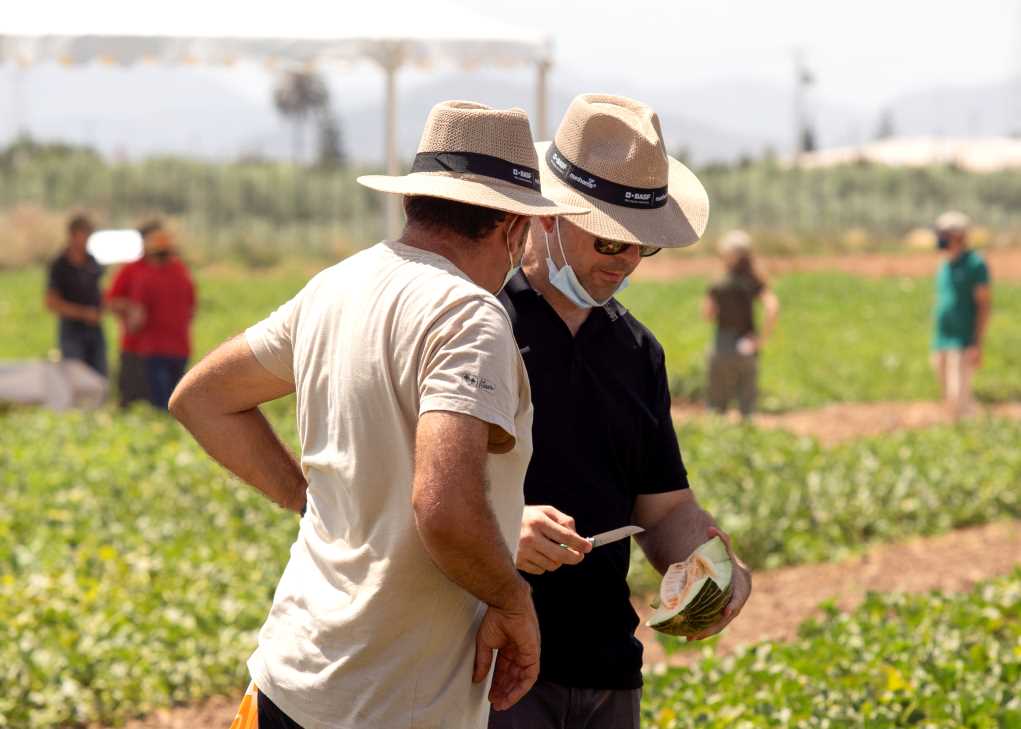 basf demostración melón