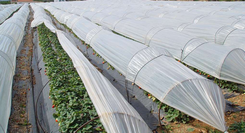 cultivo de fresas
