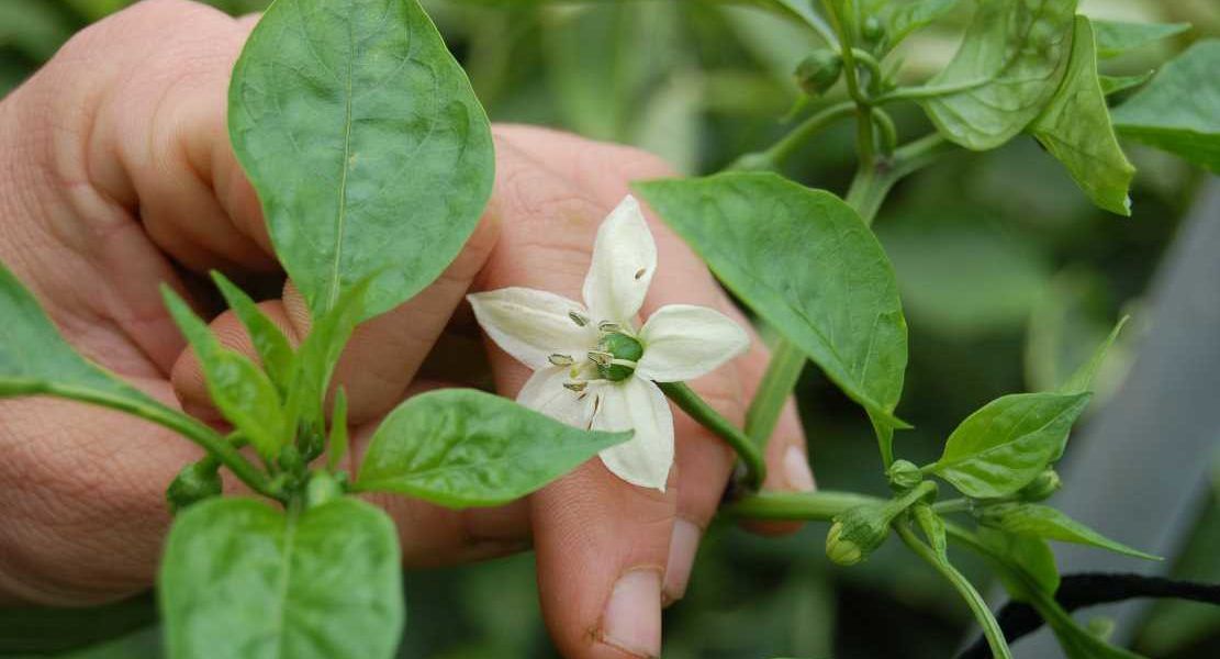 flor de pimiento