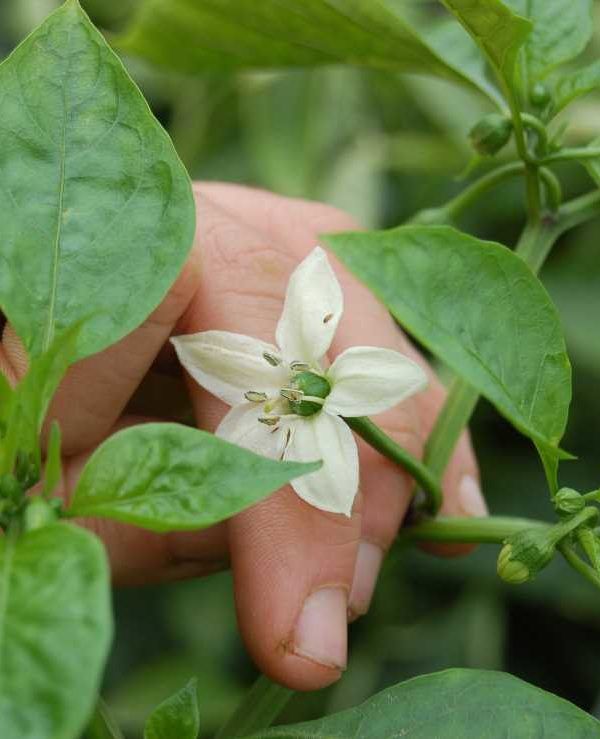 flor de pimiento