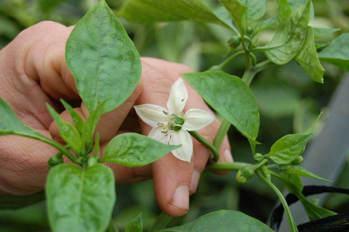 flor de pimiento