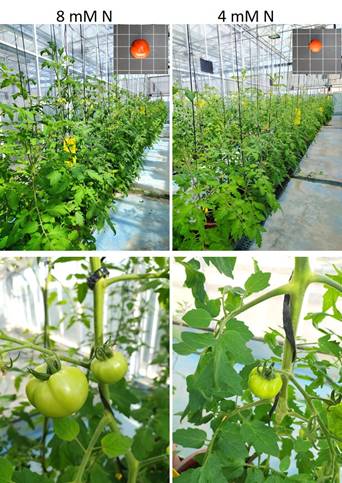 investigación tomate