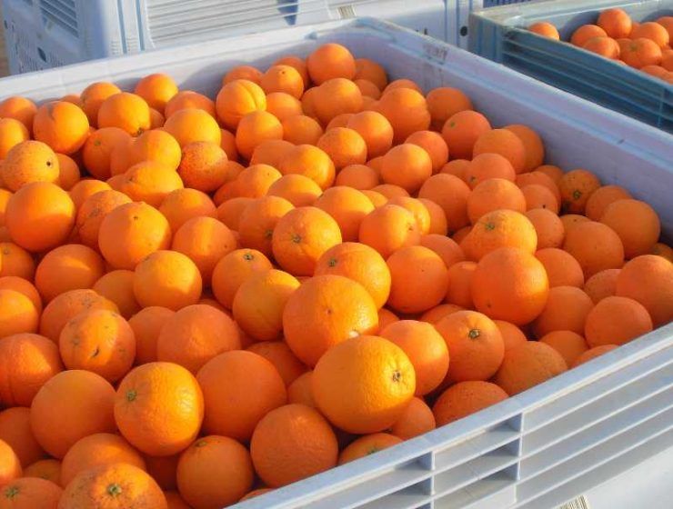 naranjas