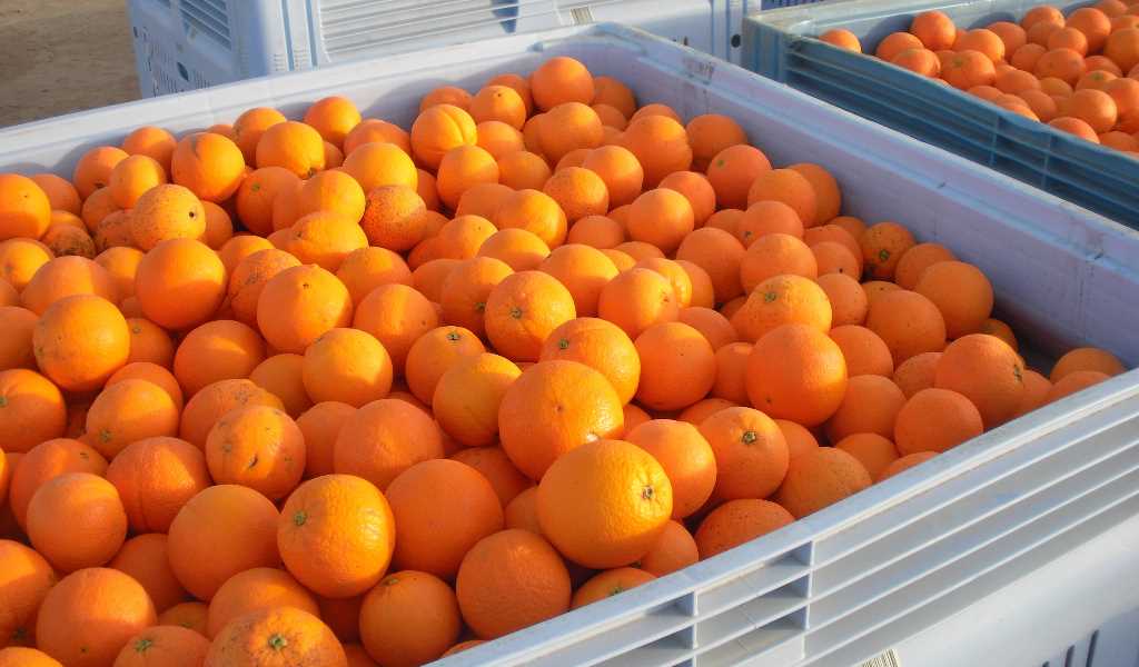 naranjas