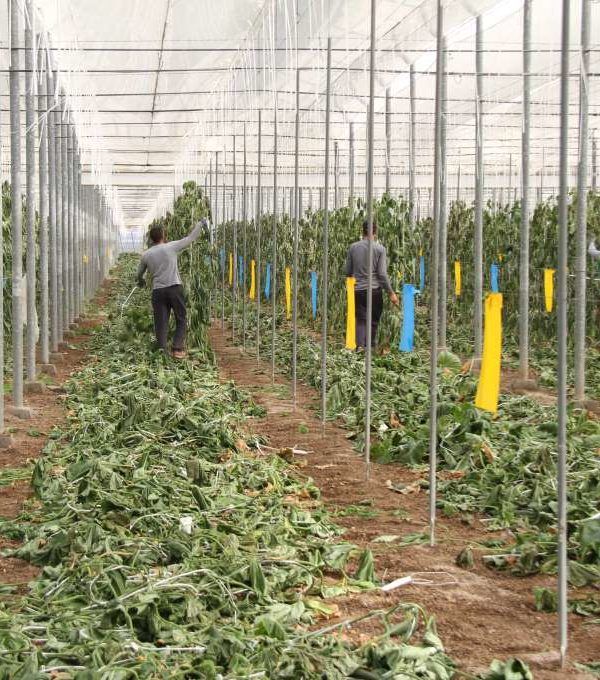 restos vegetales