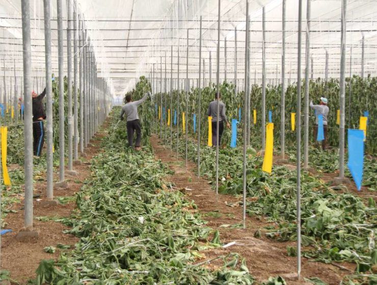 restos vegetales