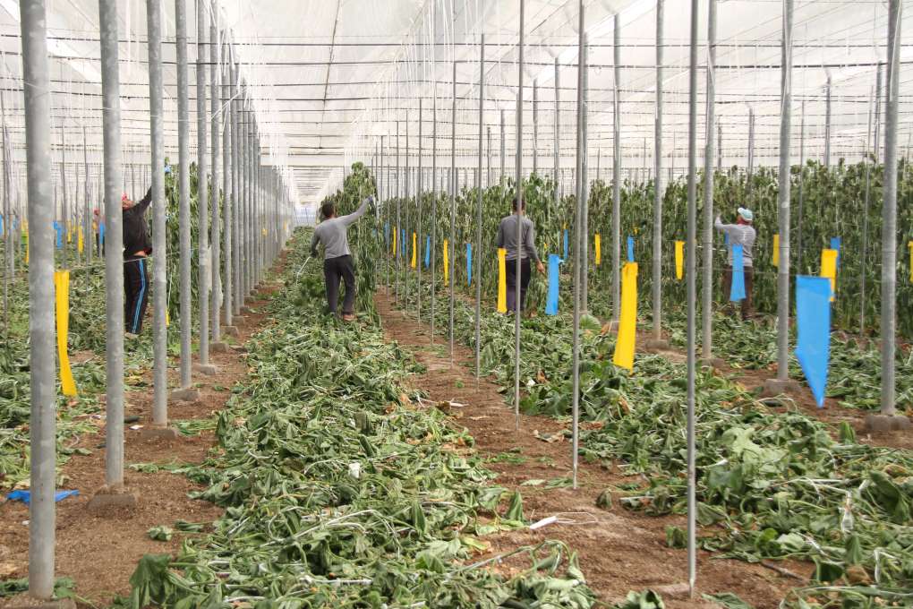 restos vegetales