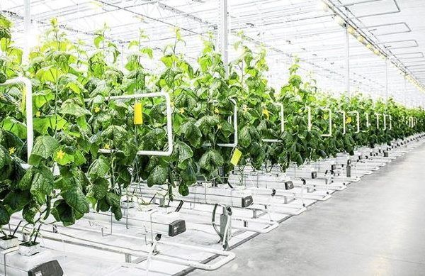 Curso_Cultivo sin suelo