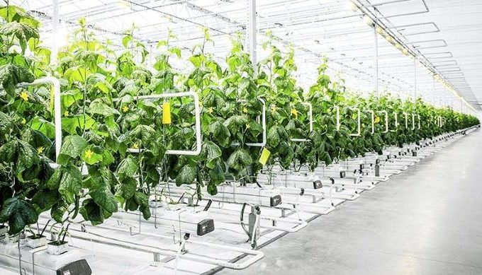 Curso_Cultivo sin suelo