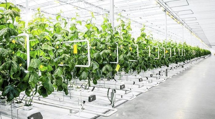 Curso_Cultivo sin suelo