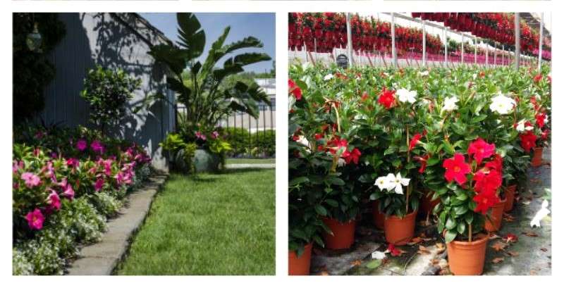 FLORES Y PLANTAS
