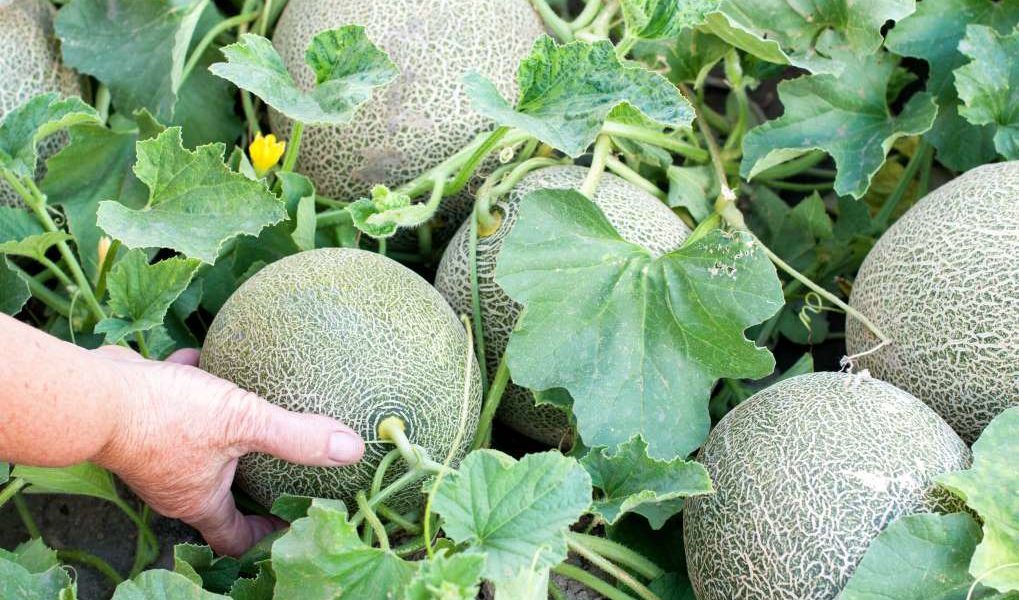 melón carrefour