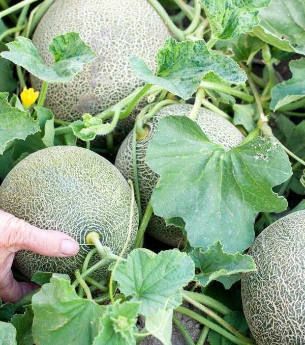 melón carrefour