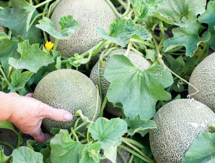 melón carrefour