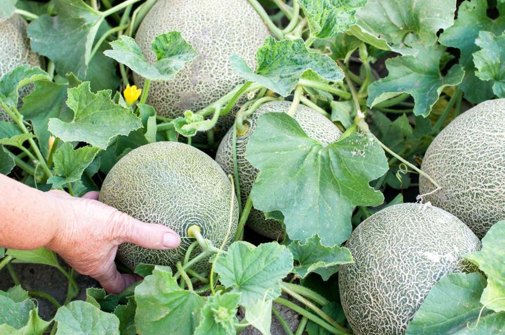 melón carrefour
