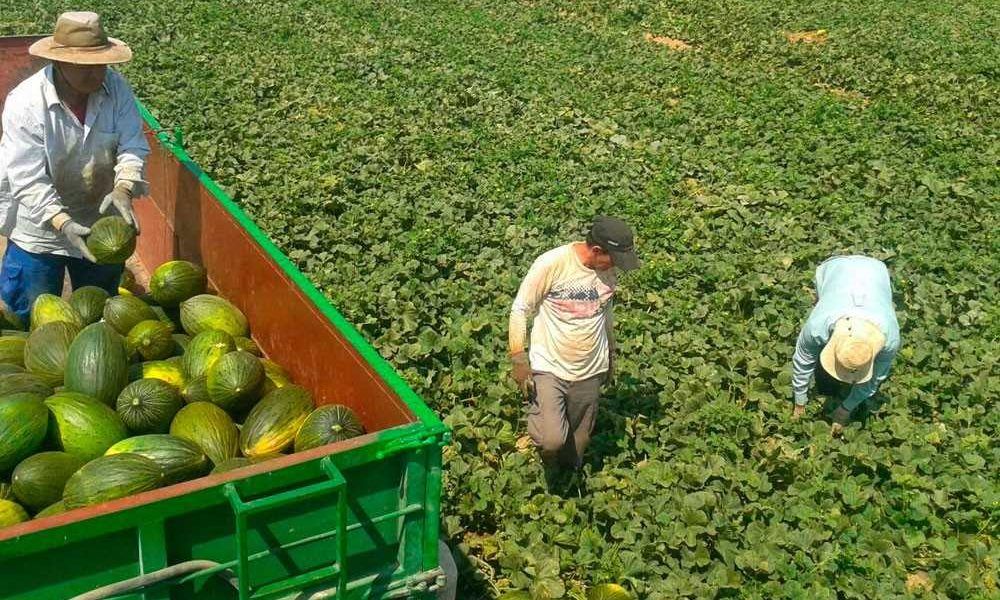 recolección melón