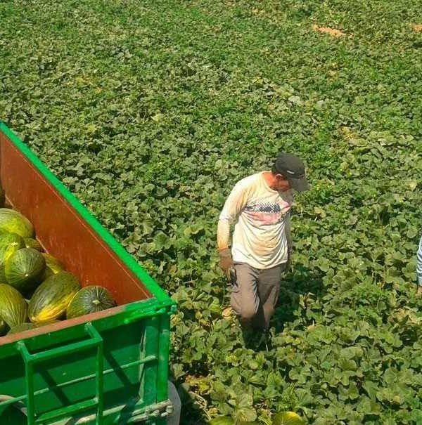 recolección melón