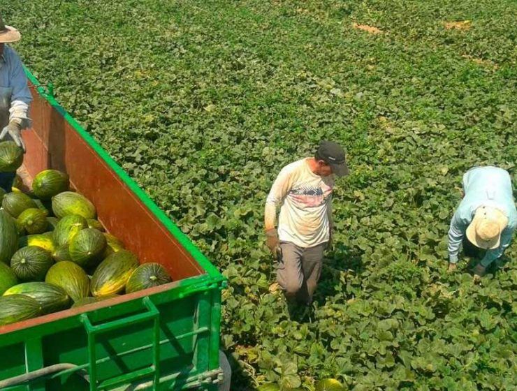 recolección melón