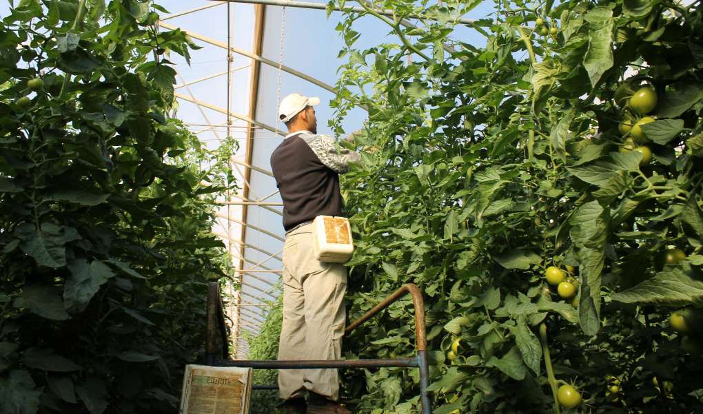 Trabajadores 
