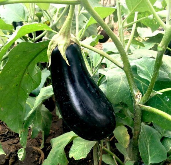 berenjena