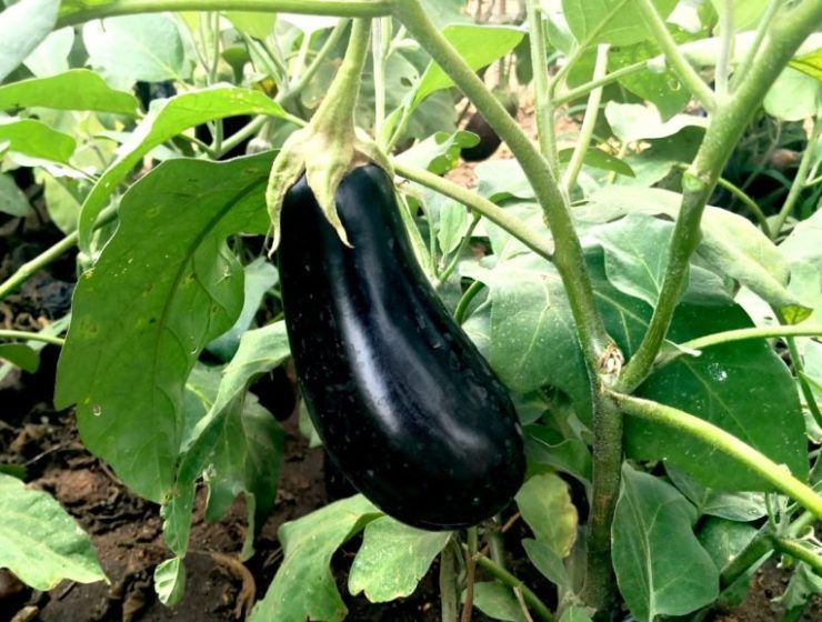 berenjena