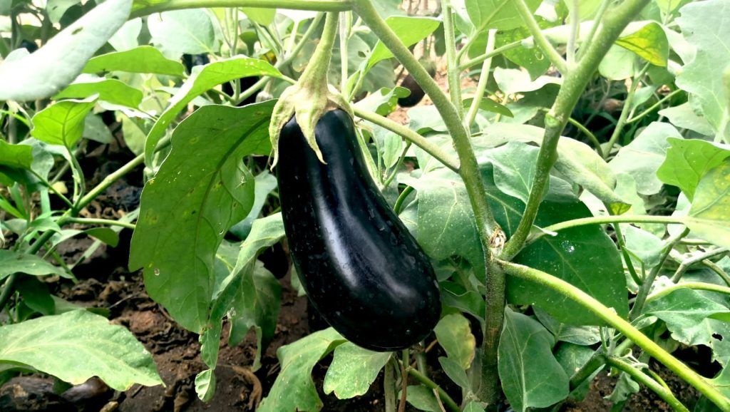 berenjena