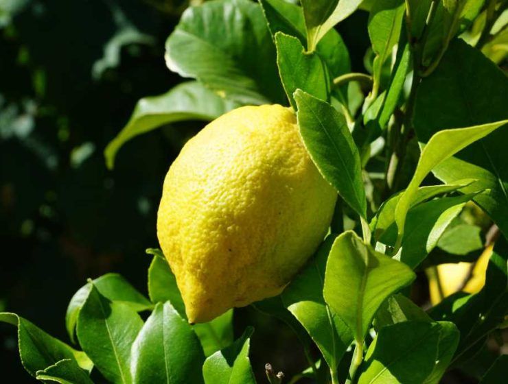 cítricos