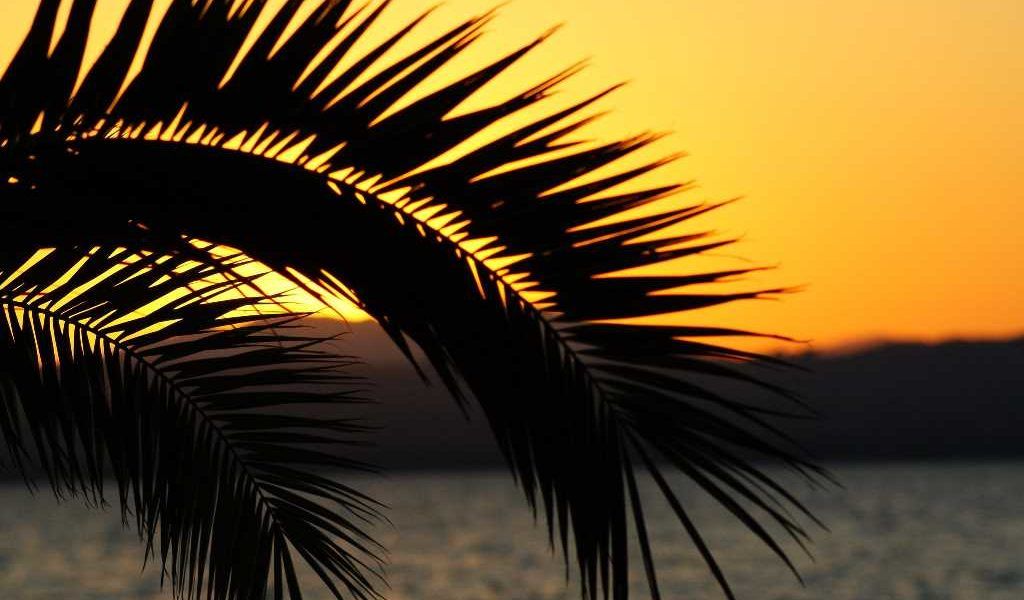 palmera