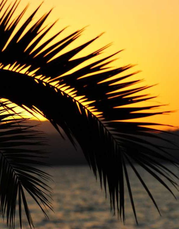 palmera