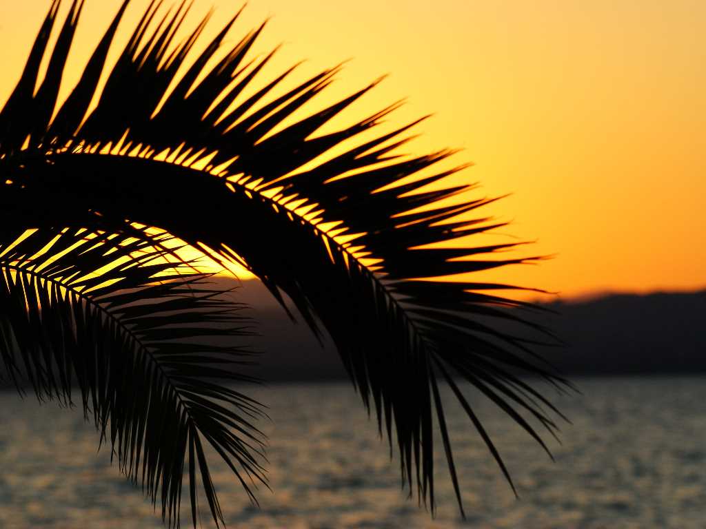 palmera