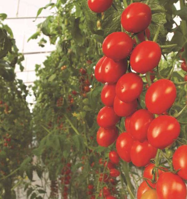 tomate bayer