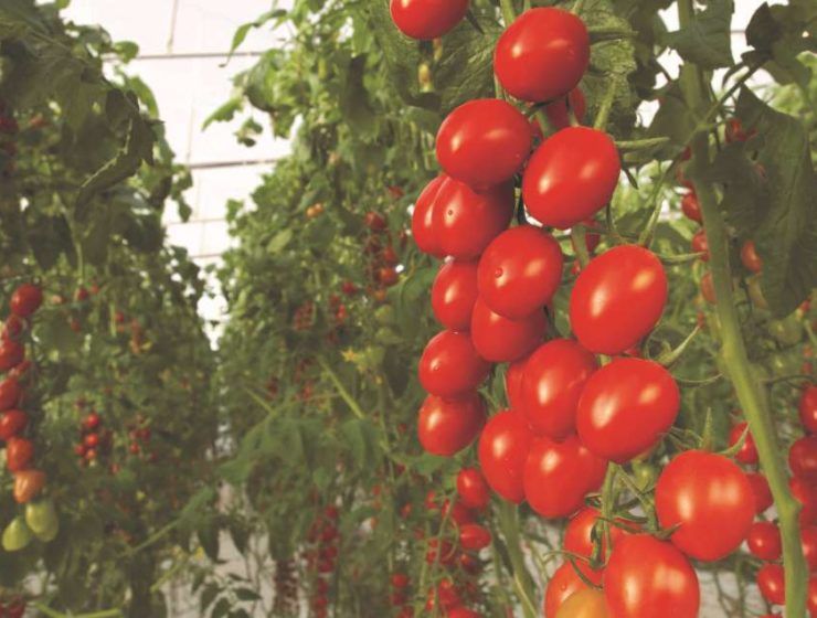 tomate bayer