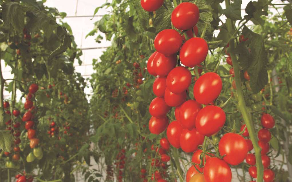 tomate bayer