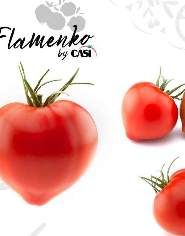 tomate casi