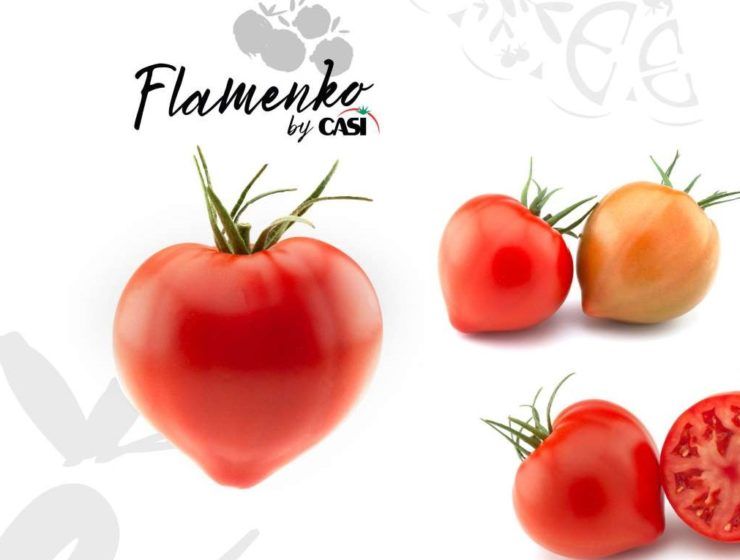 tomate casi