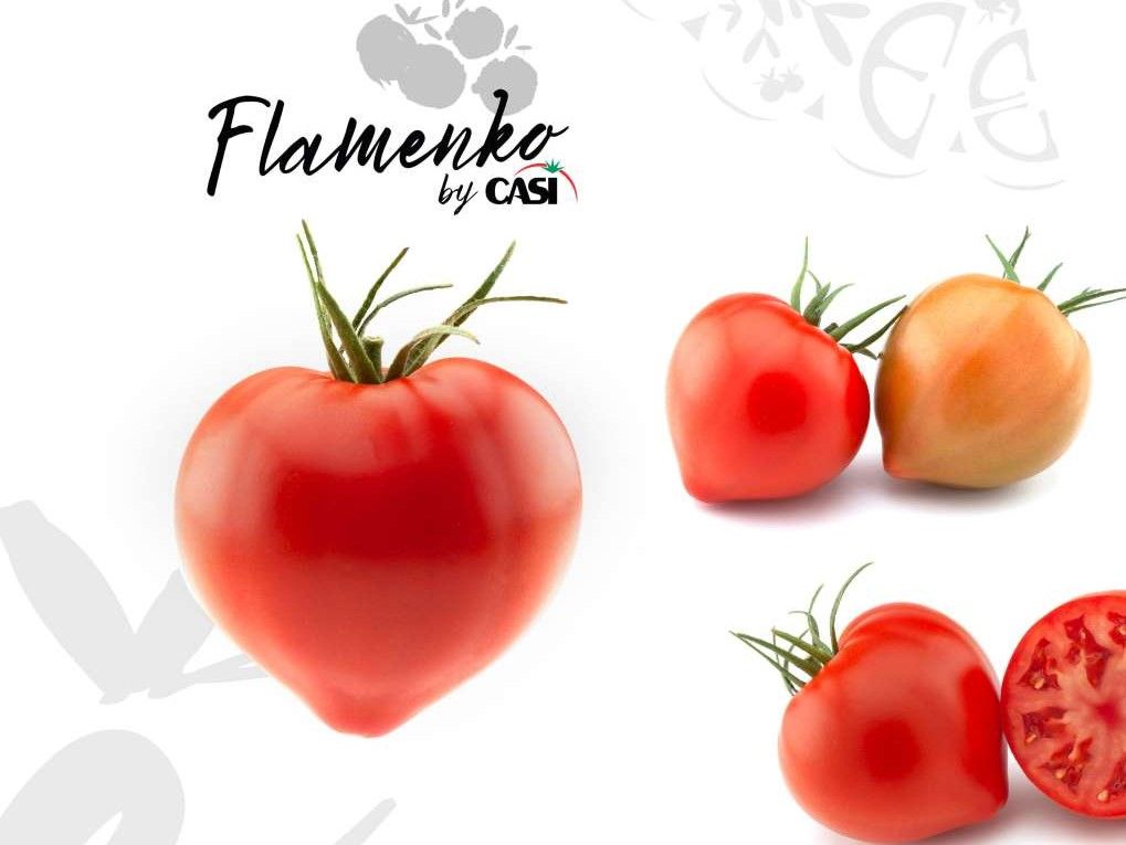 tomate casi