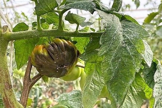 virus rugoso tomate
