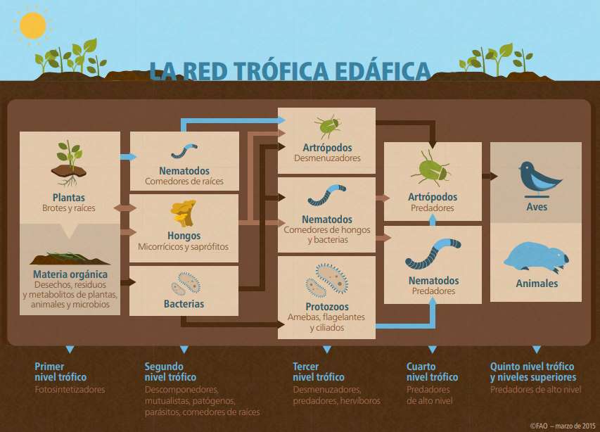 red trofica