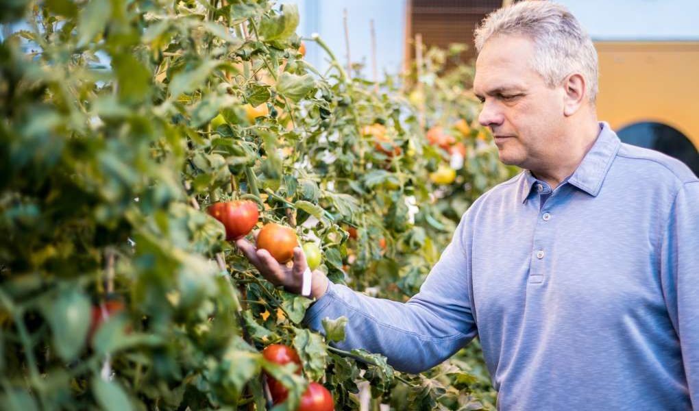 tomate gen