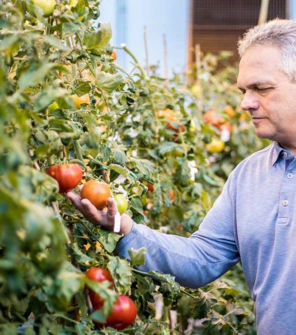 tomate gen