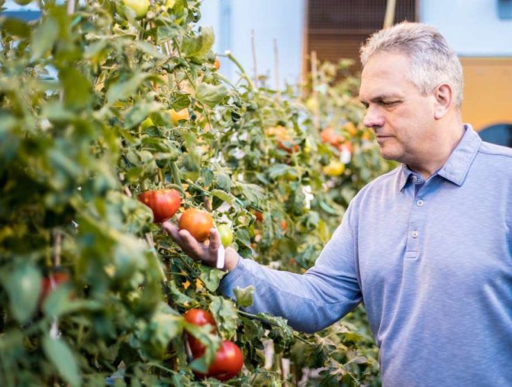 tomate gen