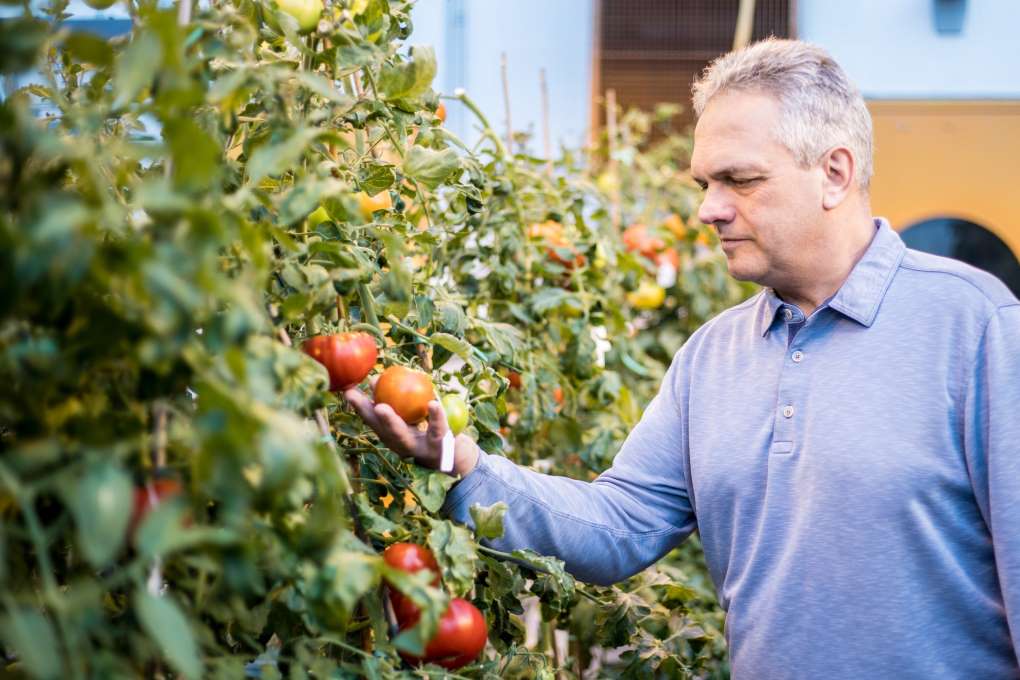 tomate gen