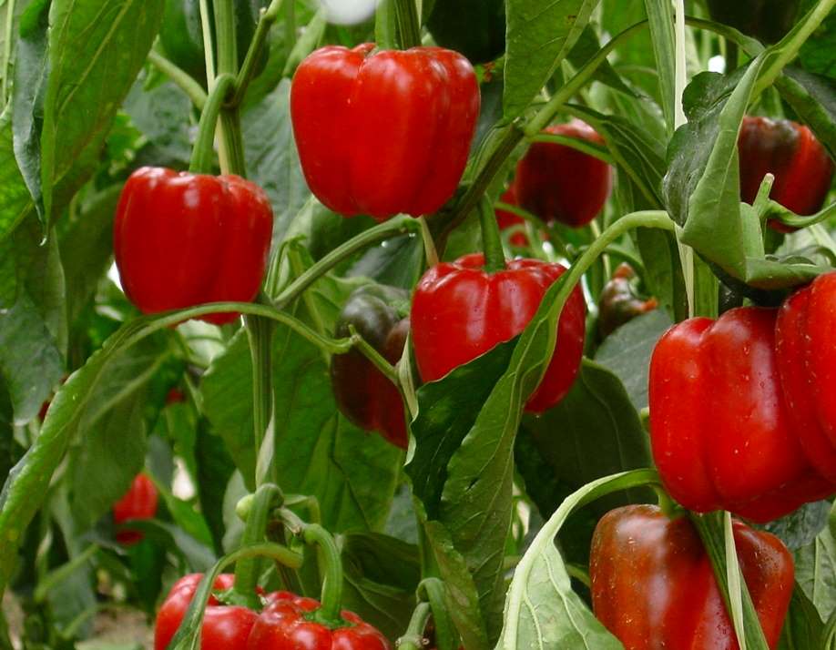 Pimientos
