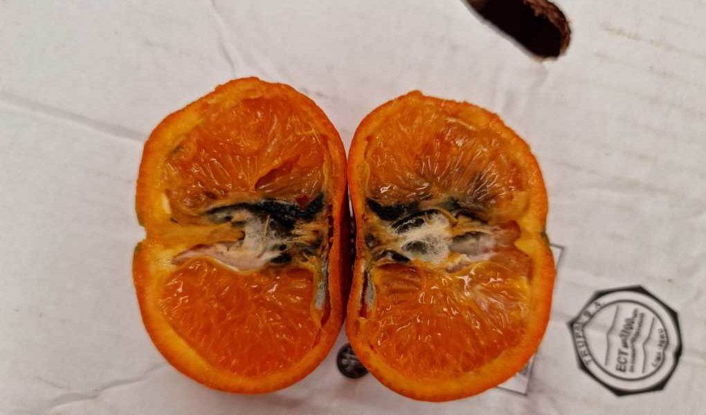 cítricos plagas
