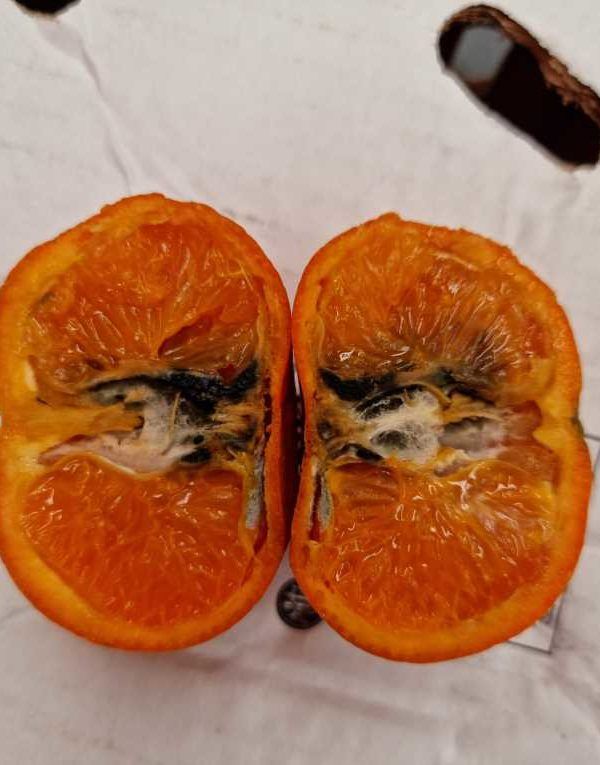 cítricos plagas