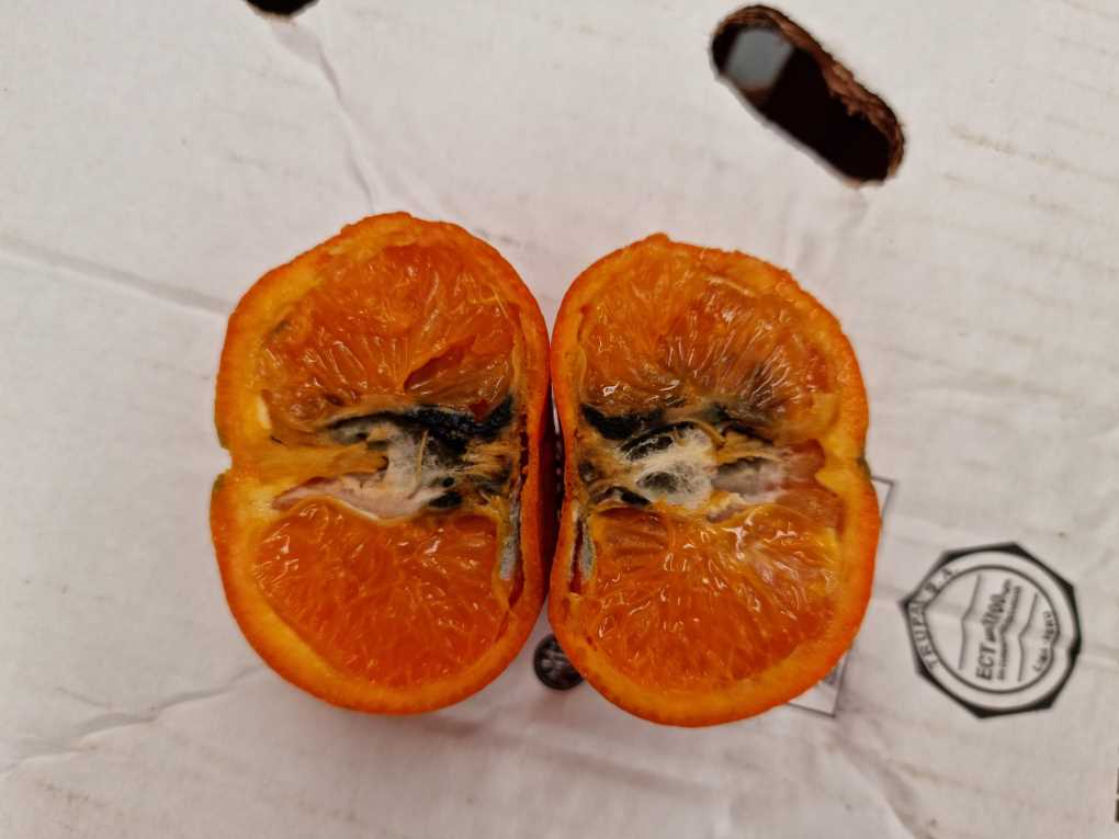 cítricos plagas