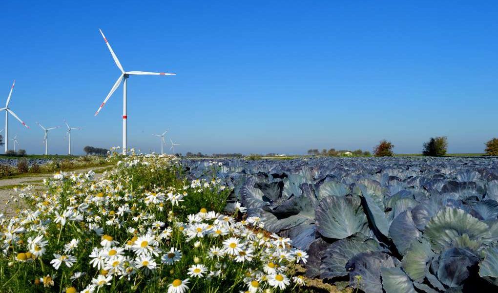 coles molinos