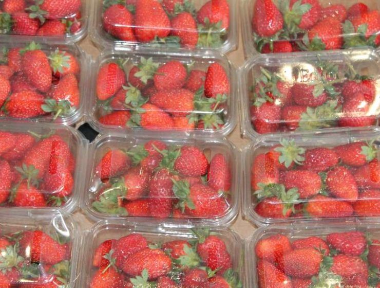 fresas plástico