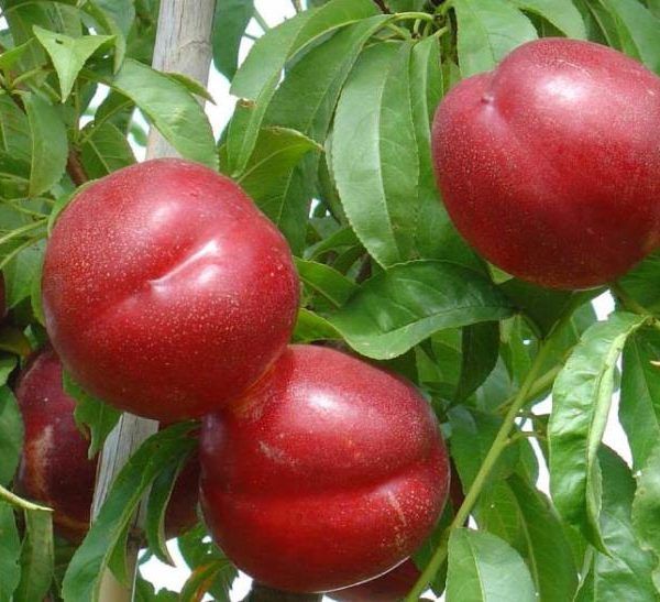 frutas de hueso