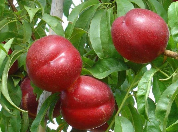 frutas de hueso